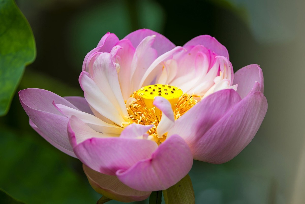 接天连雨无穷尽，闪拍荷花亦欢颜