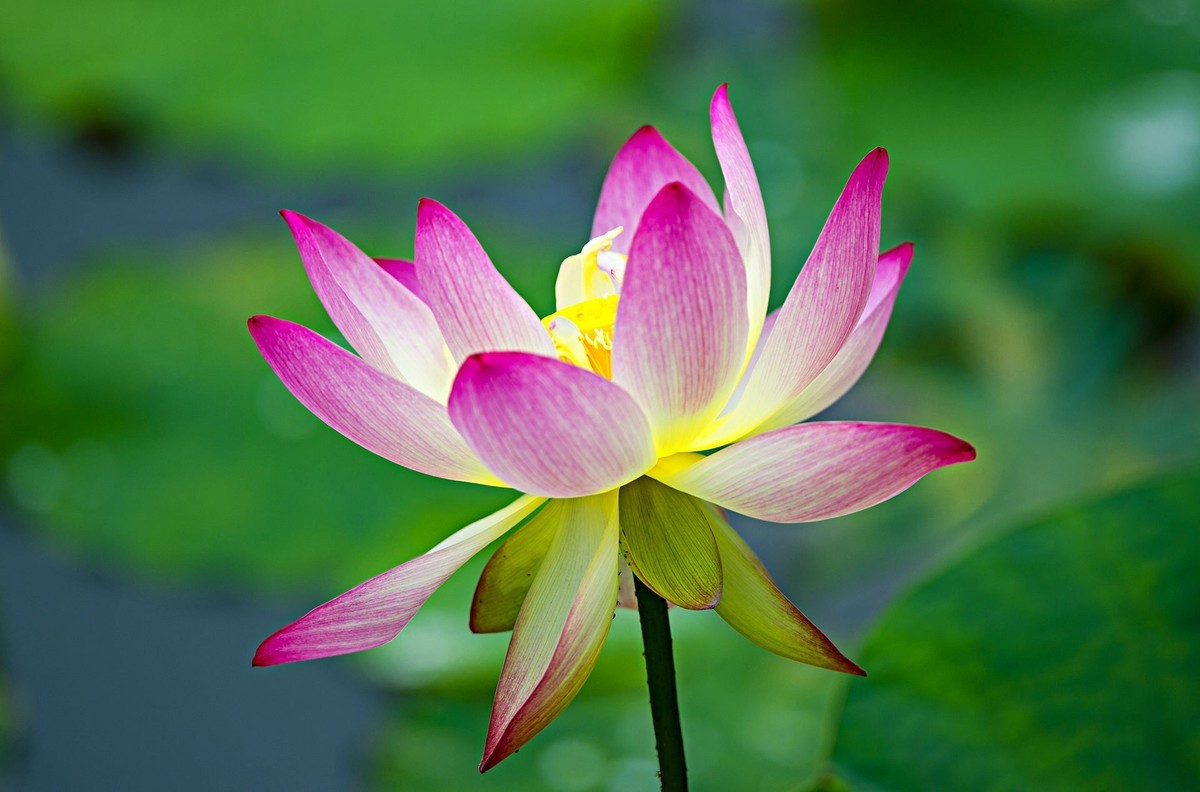 接天连雨无穷尽，闪拍荷花亦欢颜