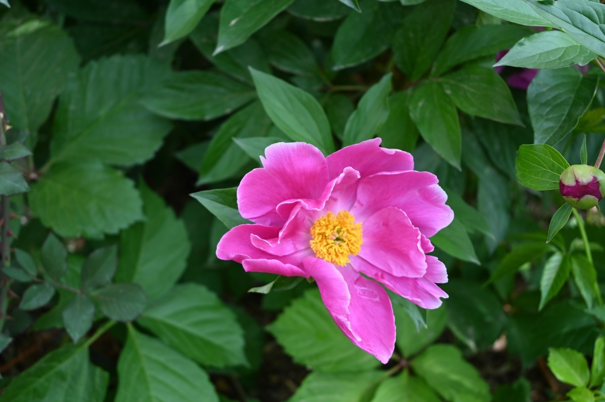 芍药花