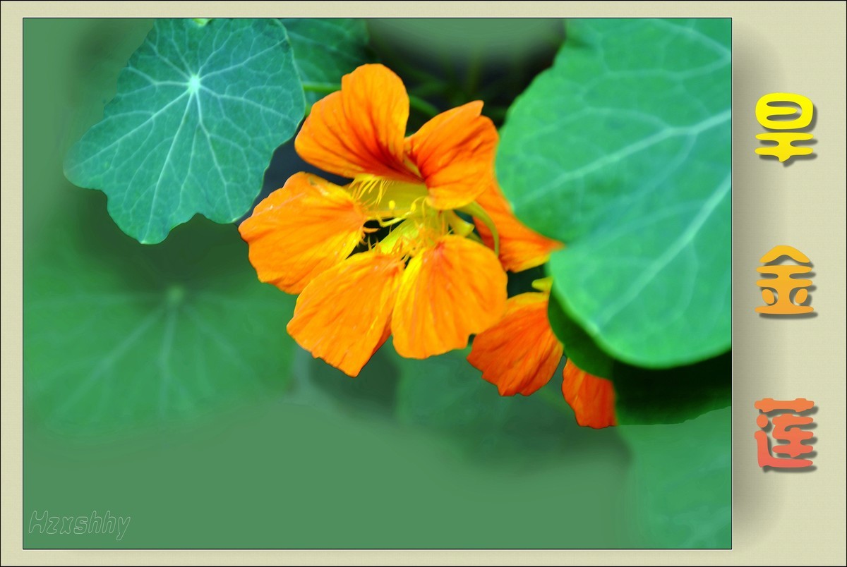 旱金莲（2024141）