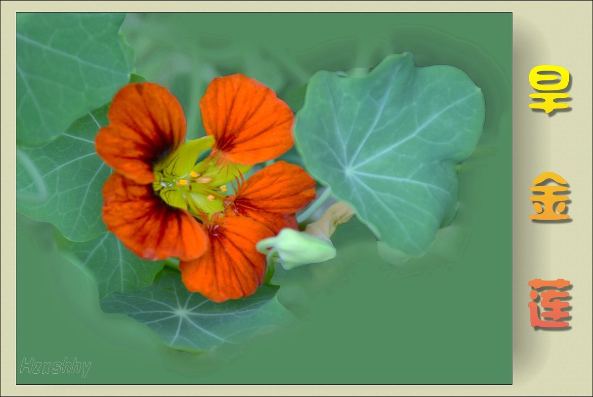 旱金莲（2024141）