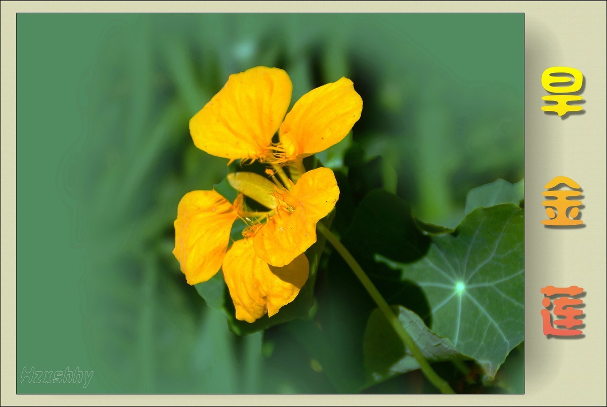 旱金莲（2024141）