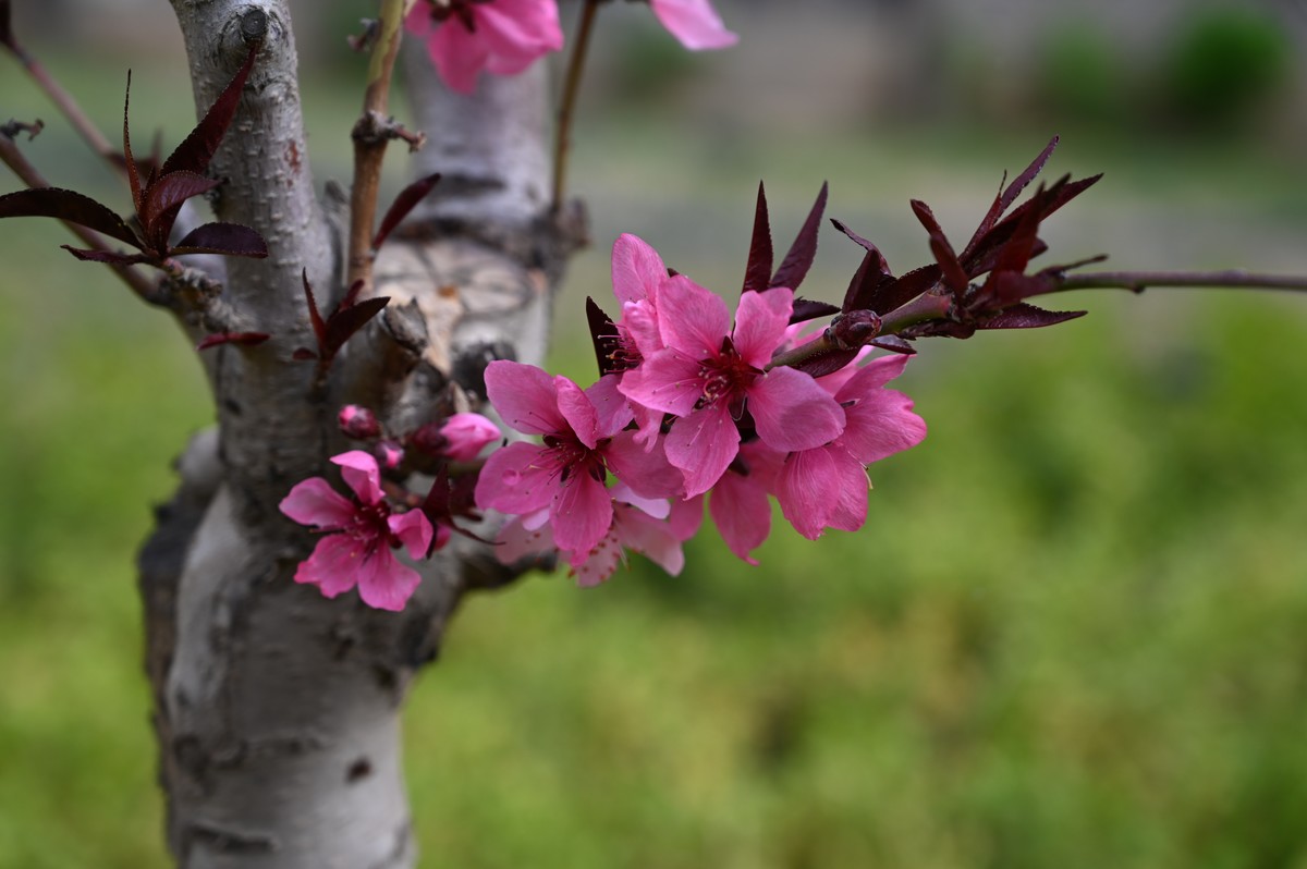 花卉