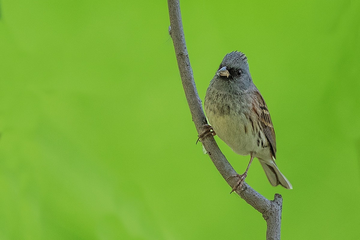 2024春帝都公园觅鸟之收获