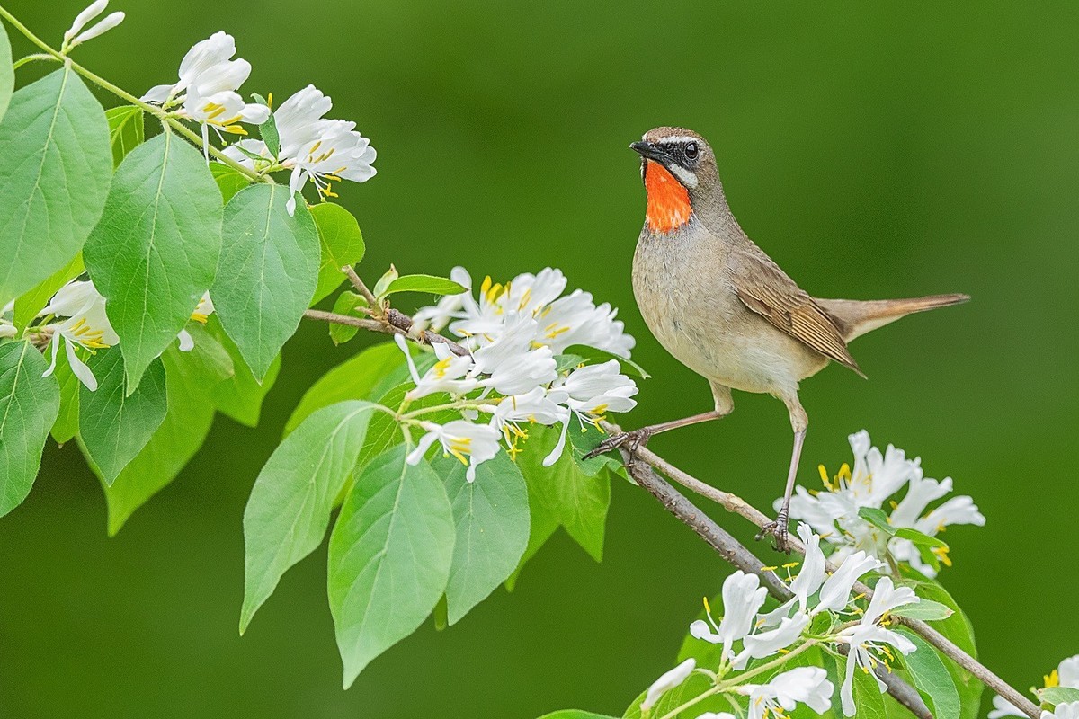2024春帝都公园觅鸟之收获