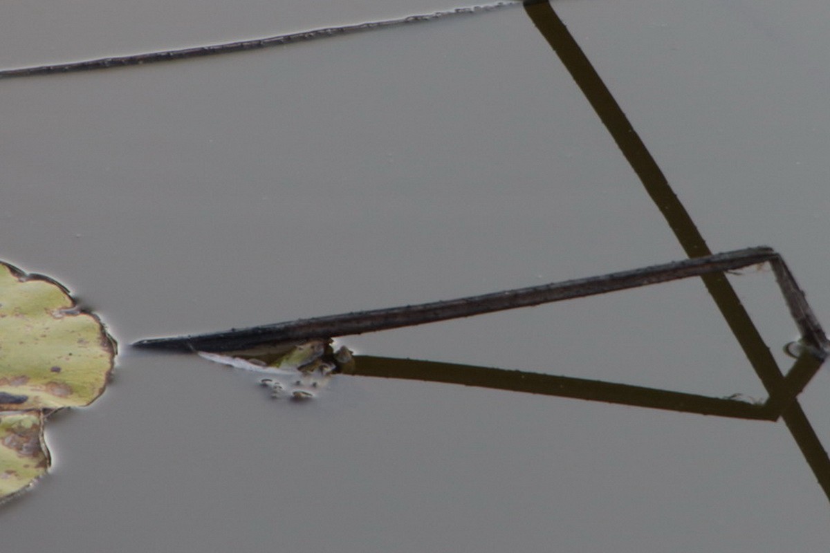 关东百花园（370）——残荷