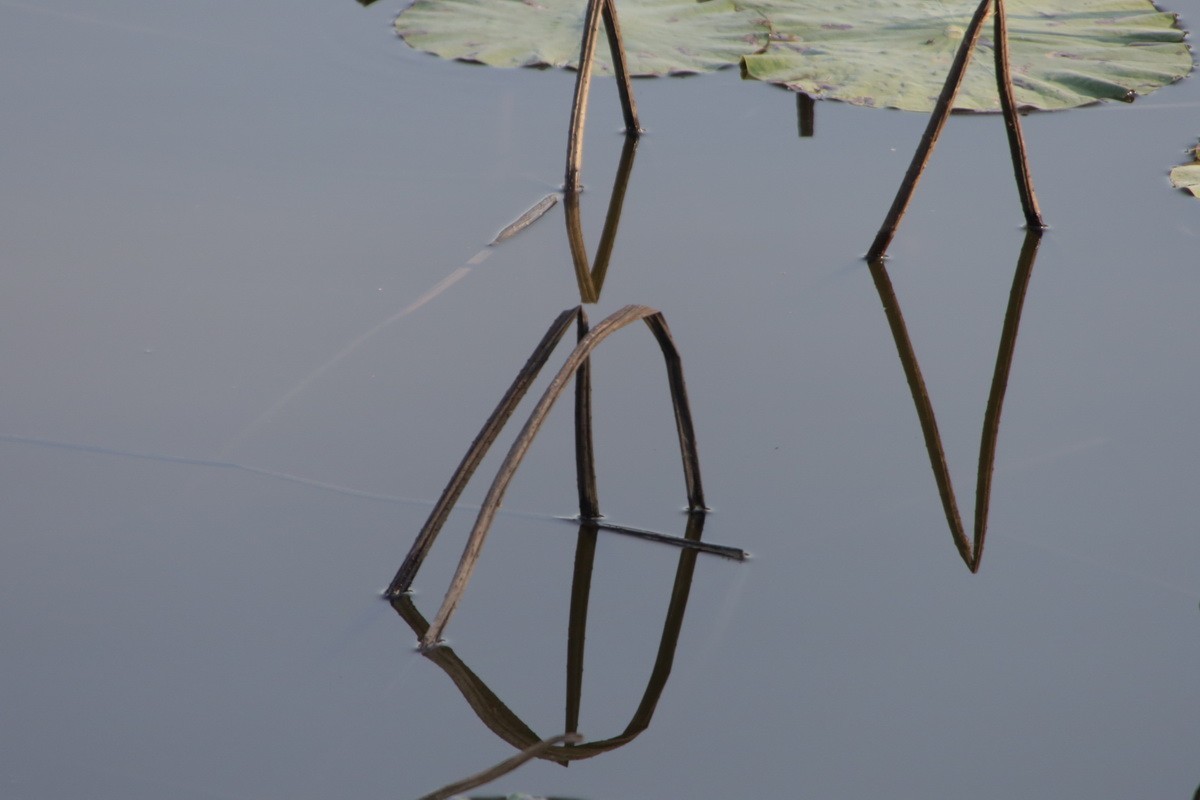 关东百花园（370）——残荷