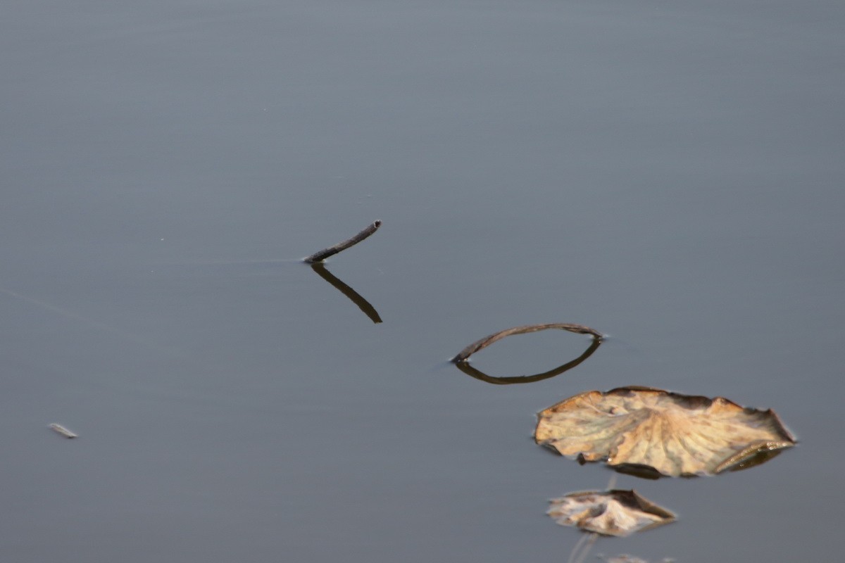 关东百花园（370）——残荷