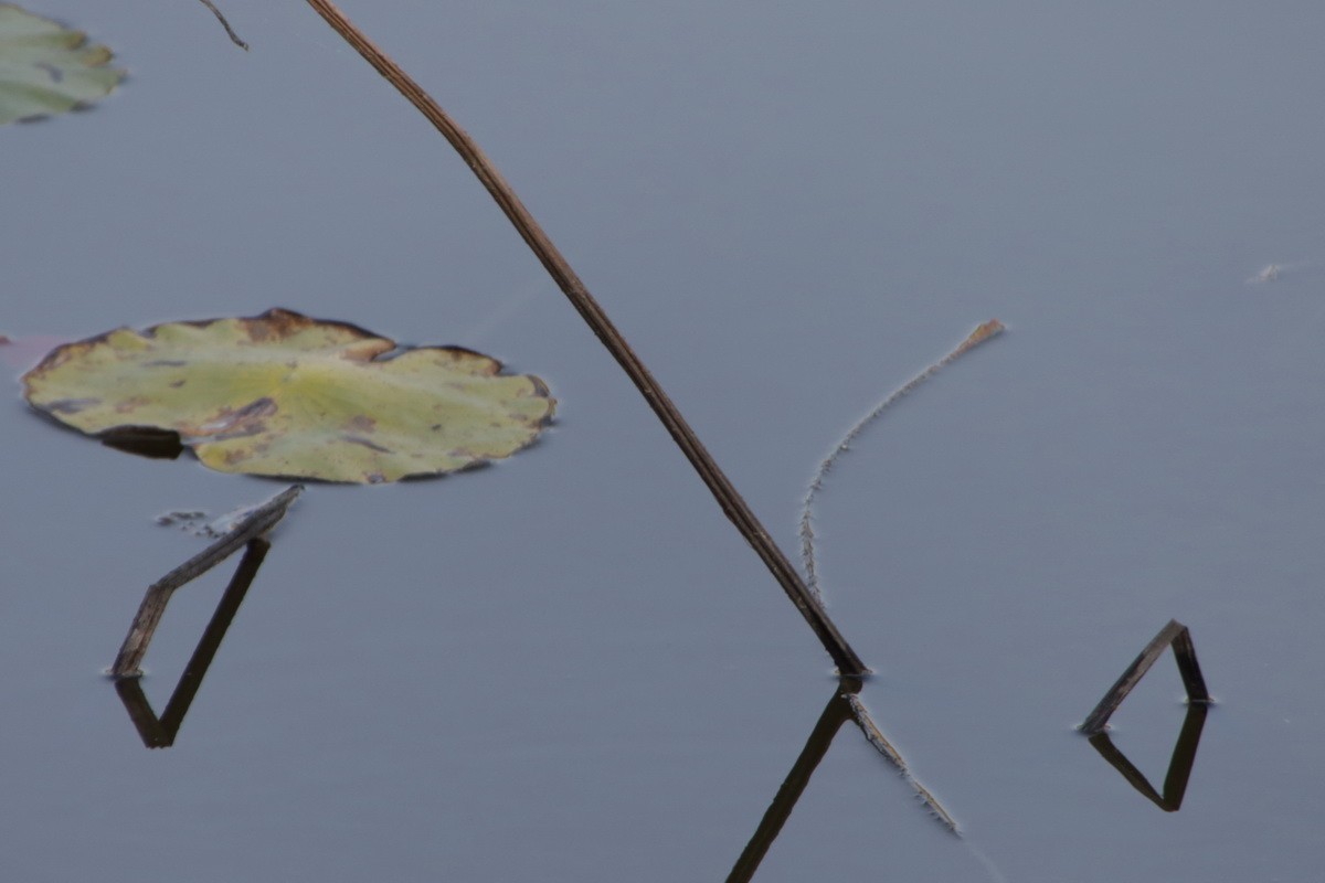 关东百花园（370）——残荷