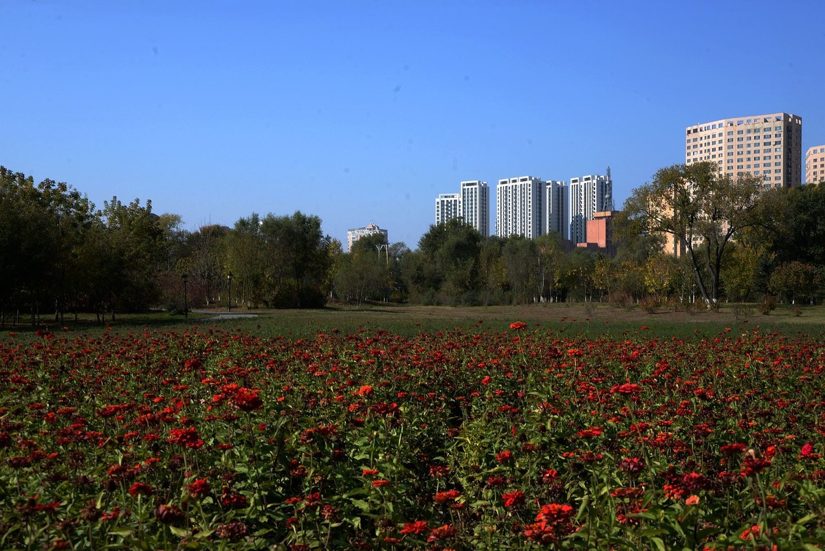 江滨公园秋色（4）