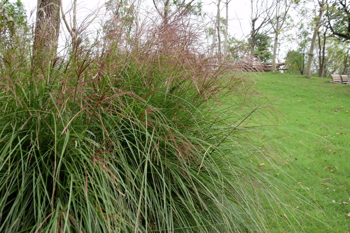 游吴淞炮台湾湿地公园续七