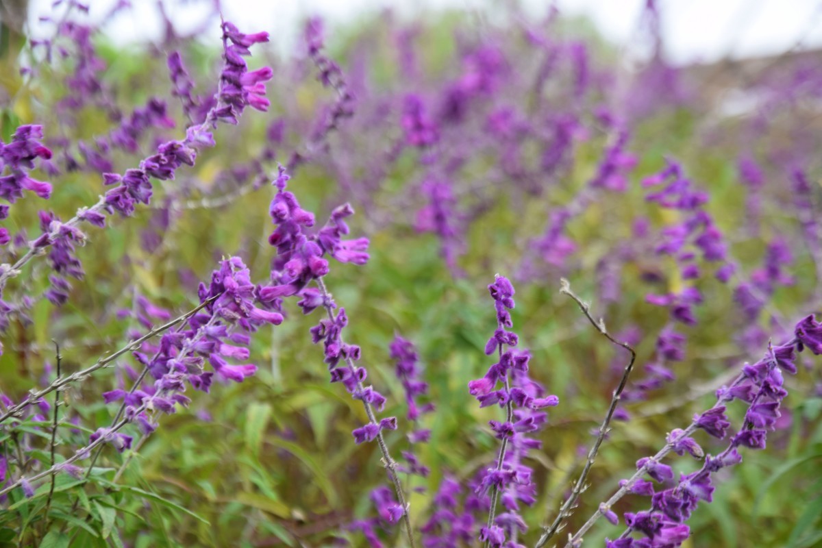 游吴淞炮台湾湿地公园续七