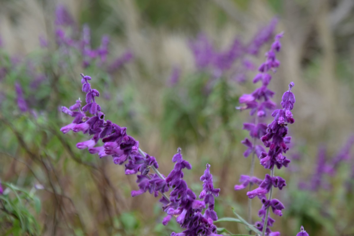 游吴淞炮台湾湿地公园续七