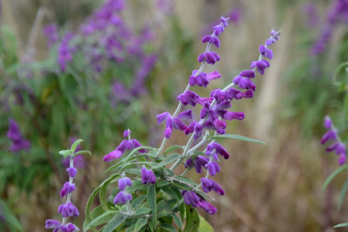 游吴淞炮台湾湿地公园续七