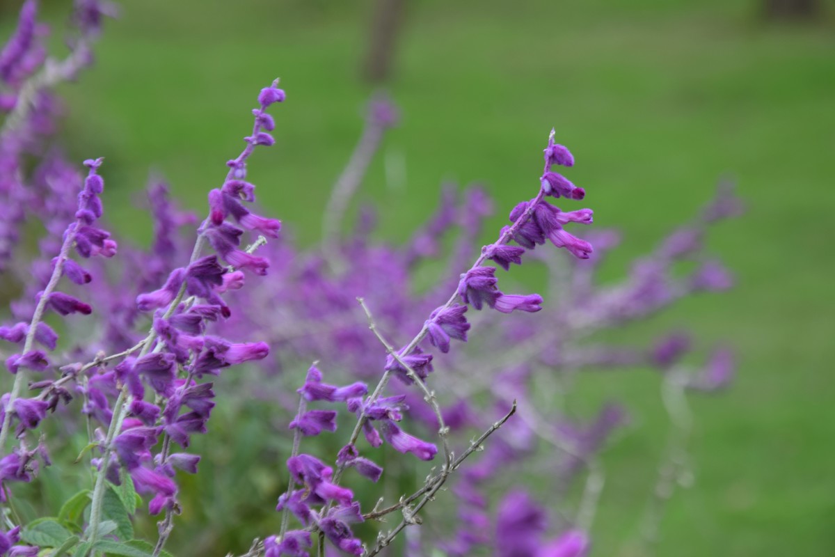 游吴淞炮台湾湿地公园续七