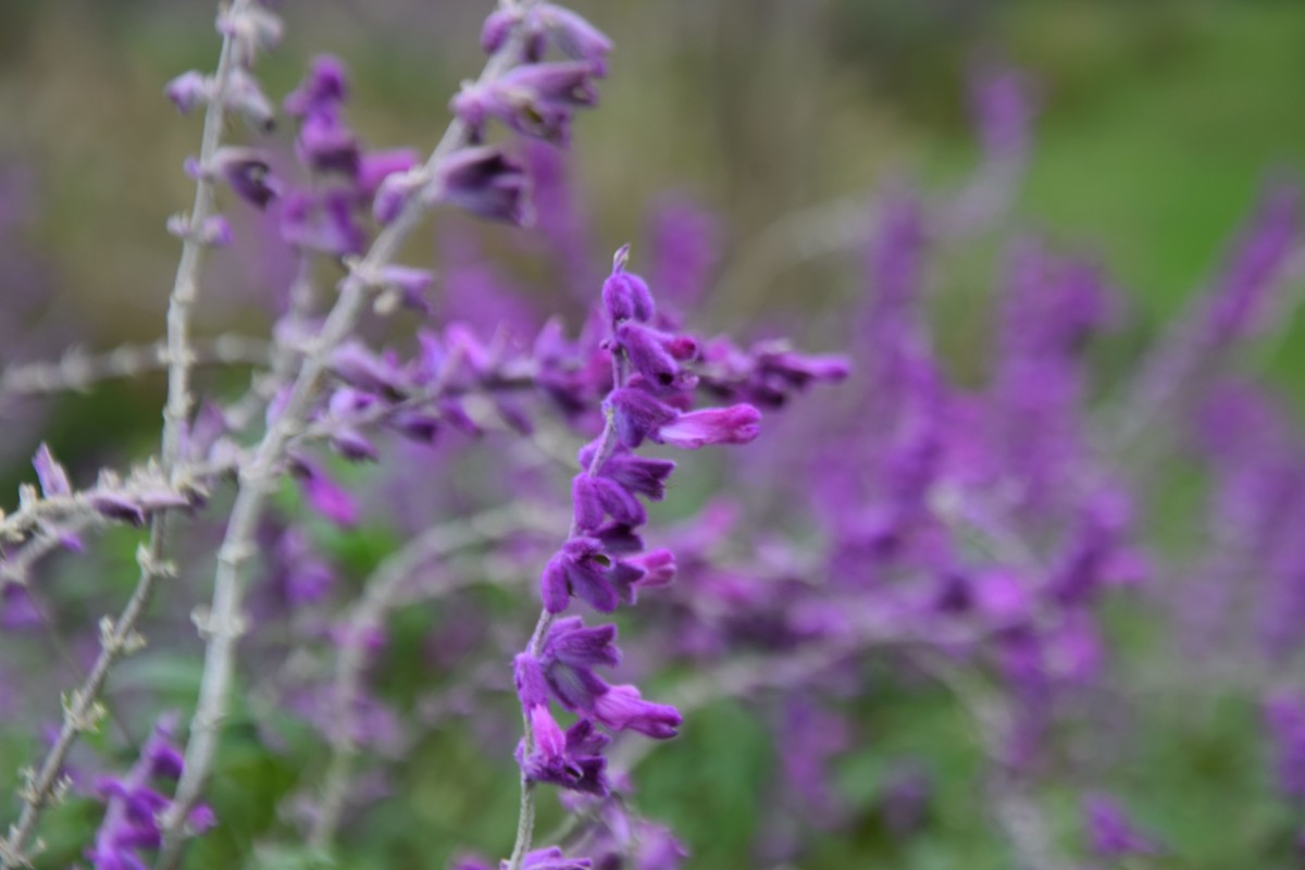 游吴淞炮台湾湿地公园续七