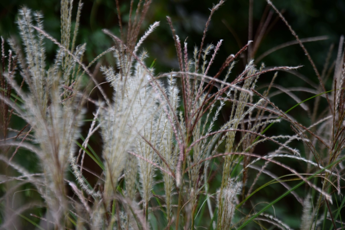 游吴淞炮台湾湿地公园续七
