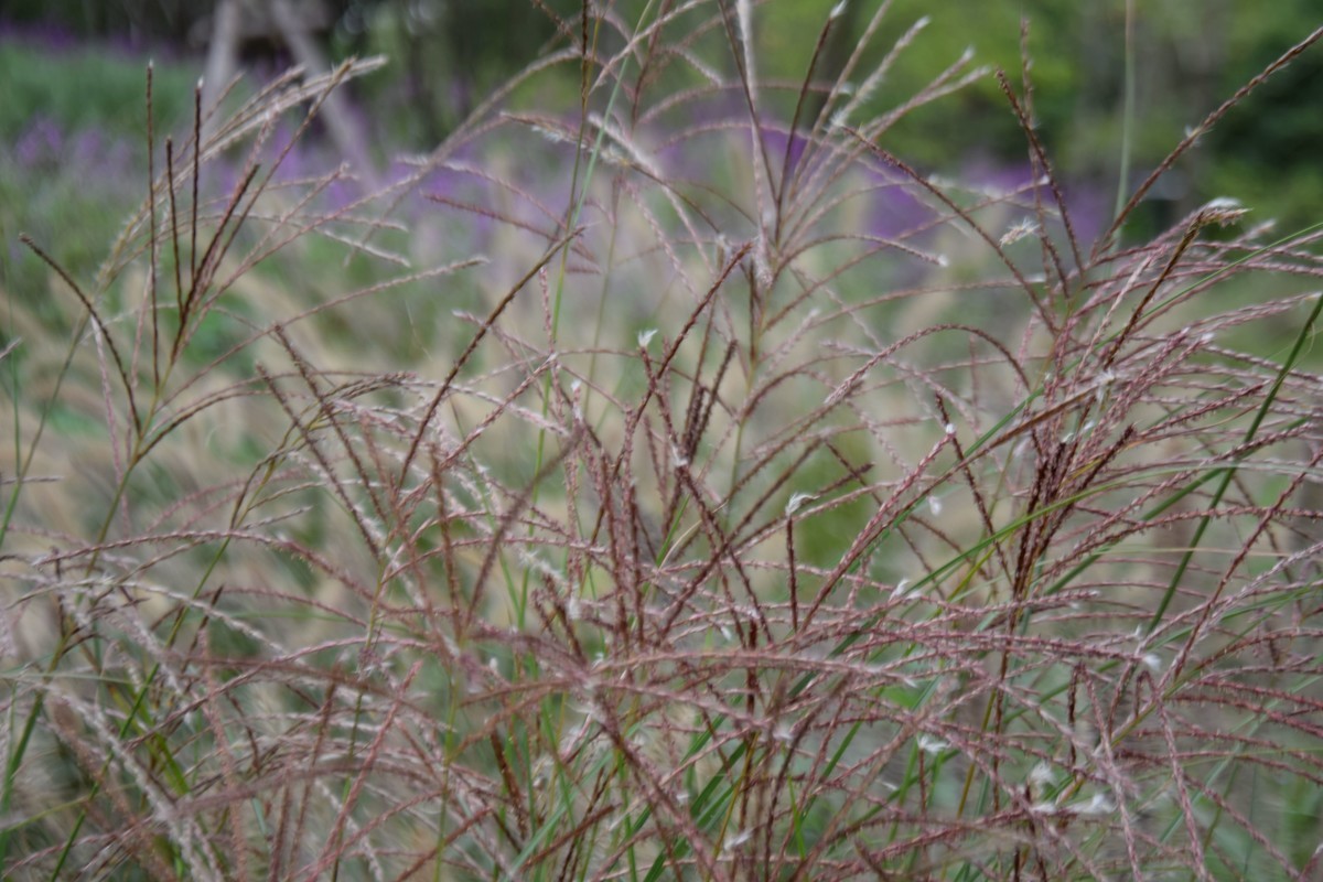 游吴淞炮台湾湿地公园续七