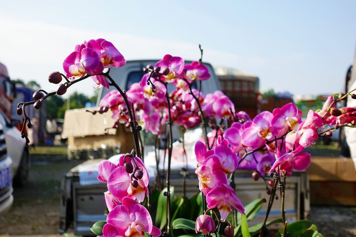 青城山下春意浓