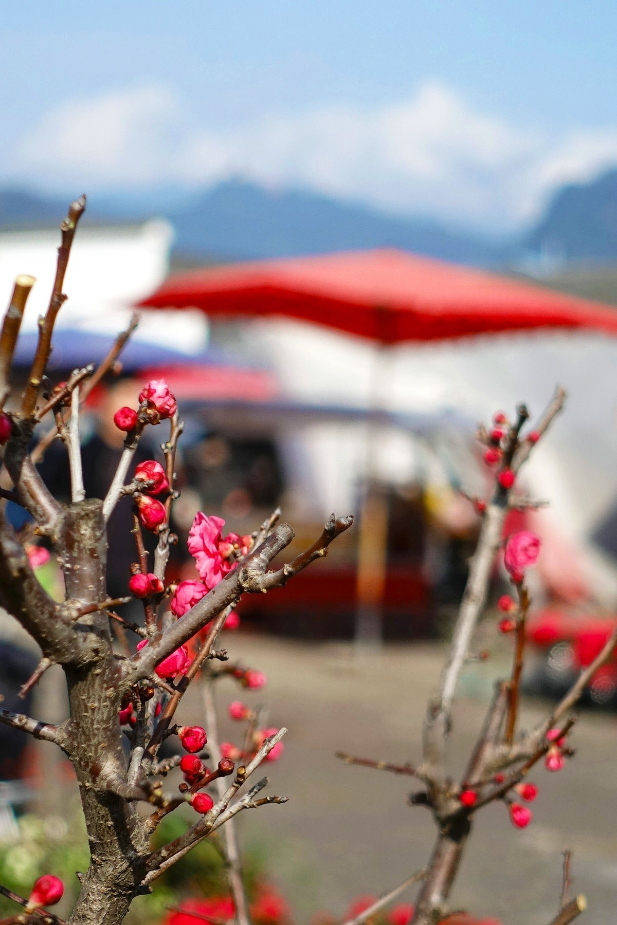 青城山下春意浓