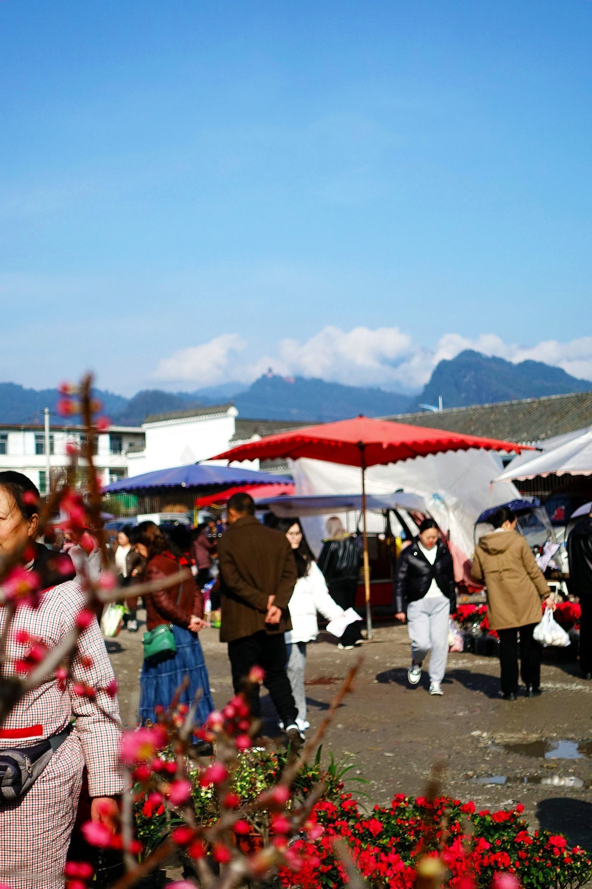 青城山下春意浓