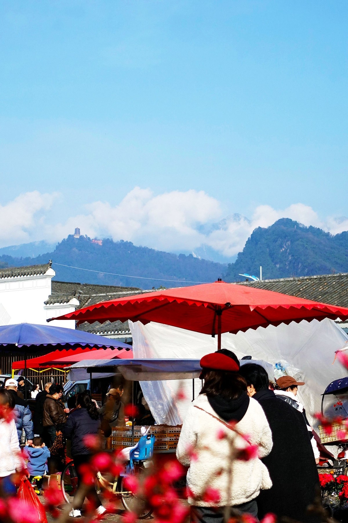 青城山下春意浓