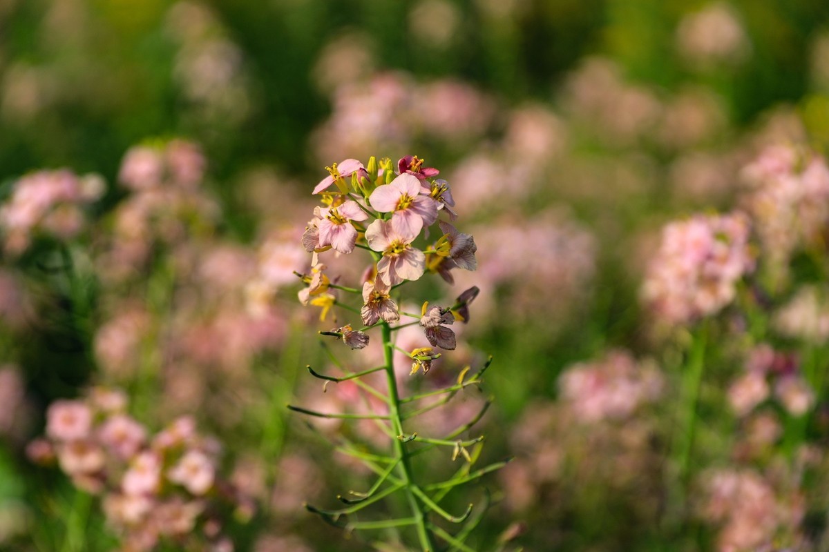 彩色油茶花[隆平水作公园]--3