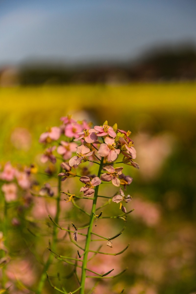 彩色油茶花[隆平水作公园]--3