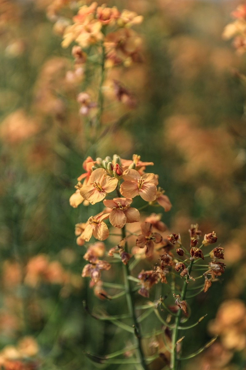 彩色油茶花[隆平水作公园]--3