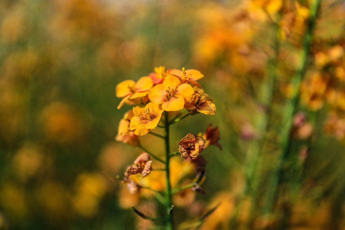 彩色油茶花[隆平水作公园]--3