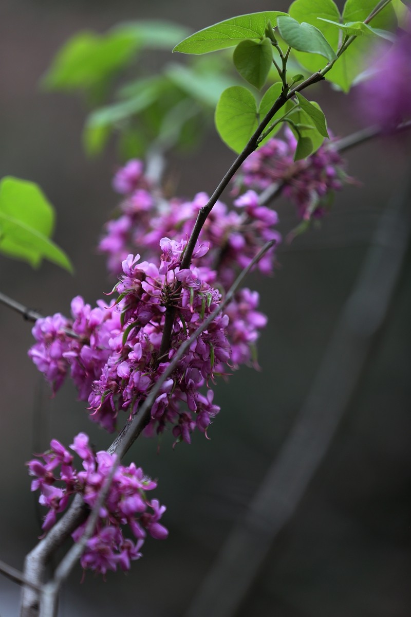 紫荆花