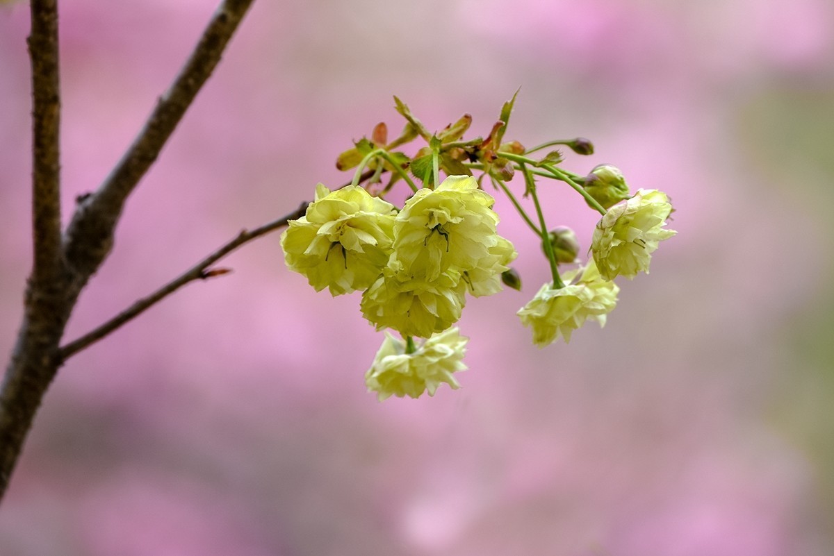 2025年第0364贴-玉渊潭晚樱拍（0530）