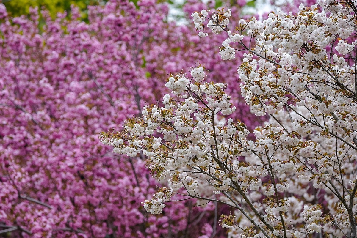 2025年第0364贴-玉渊潭晚樱拍（0530）