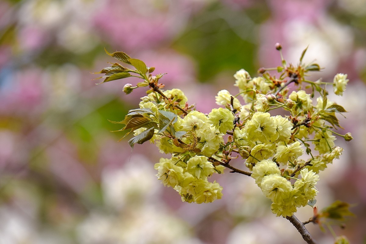 2025年第0364贴-玉渊潭晚樱拍（0530）