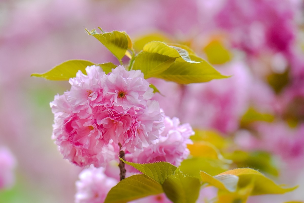 2025年第0364贴-玉渊潭晚樱拍（0530）