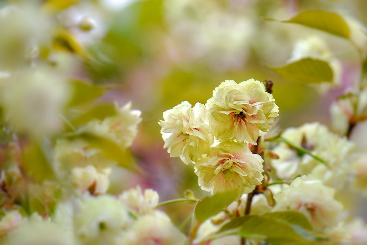 2025年第0364贴-玉渊潭晚樱拍（0530）