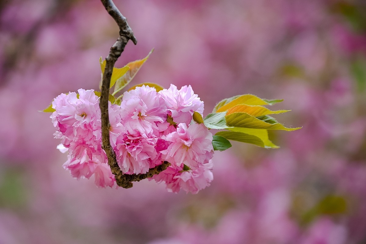 2025年第0364贴-玉渊潭晚樱拍（0530）