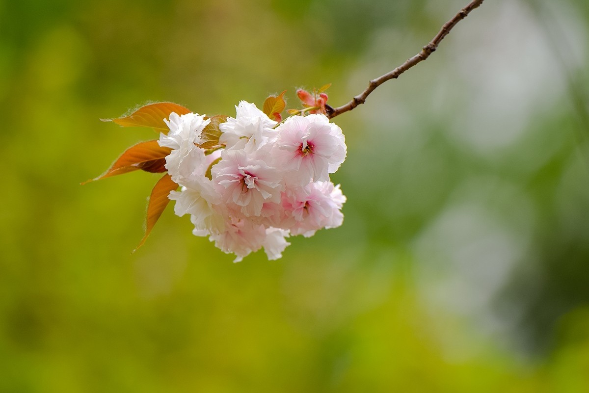 2025年第0364贴-玉渊潭晚樱拍（0530）