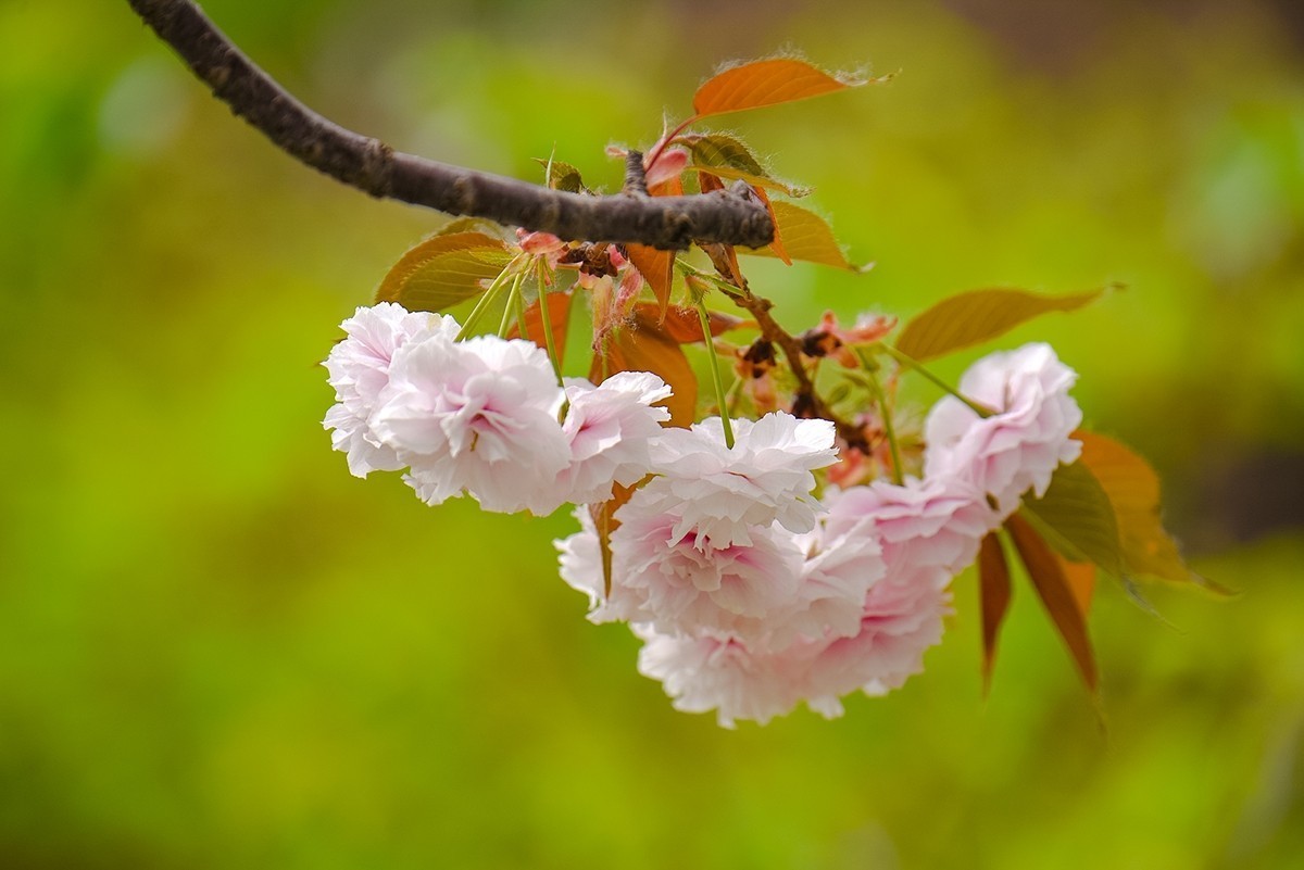 2025年第0364贴-玉渊潭晚樱拍（0530）