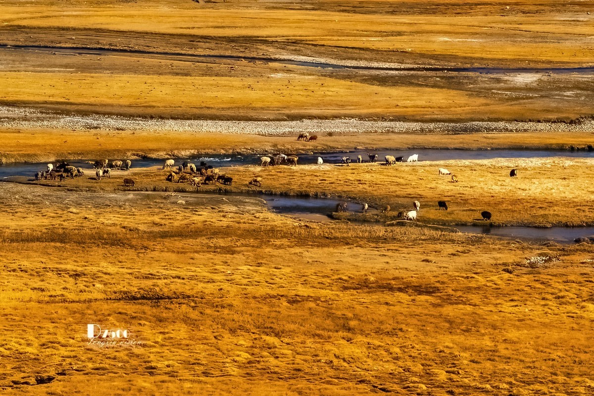 南疆行——帕米尔的石头城与金草滩（4）