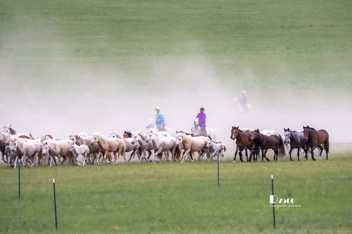 骏马驰骋（10）