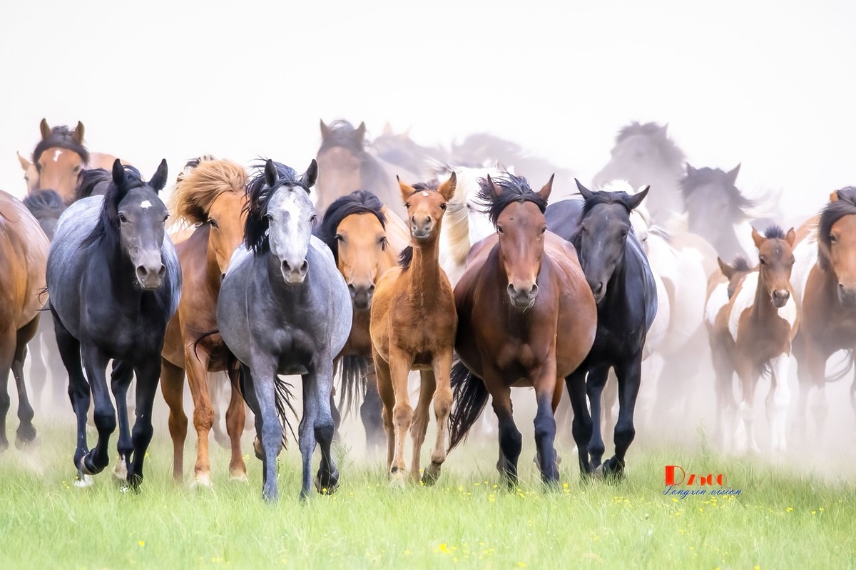 骏马驰骋（10）