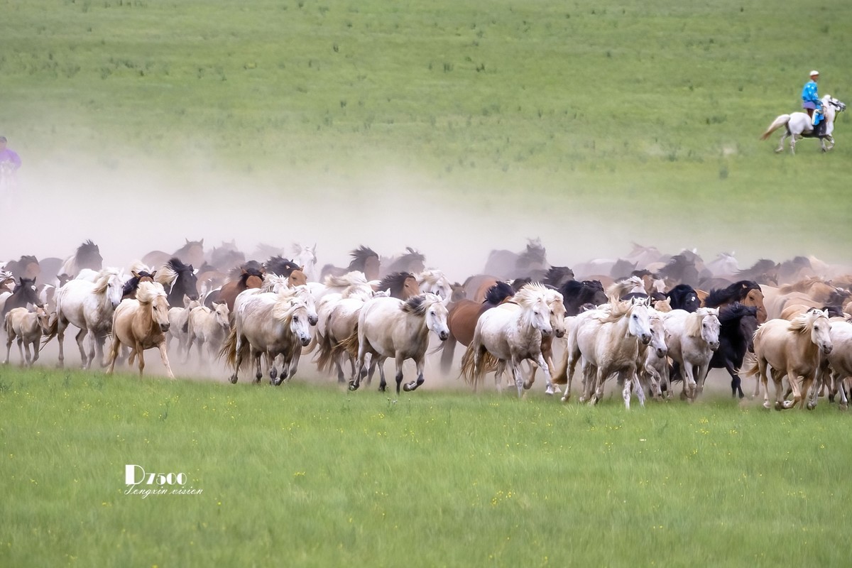 骏马驰骋（10）