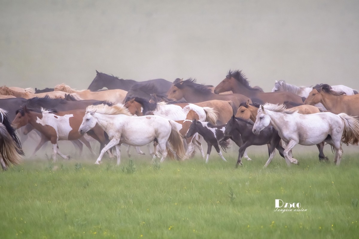 骏马驰骋（10）
