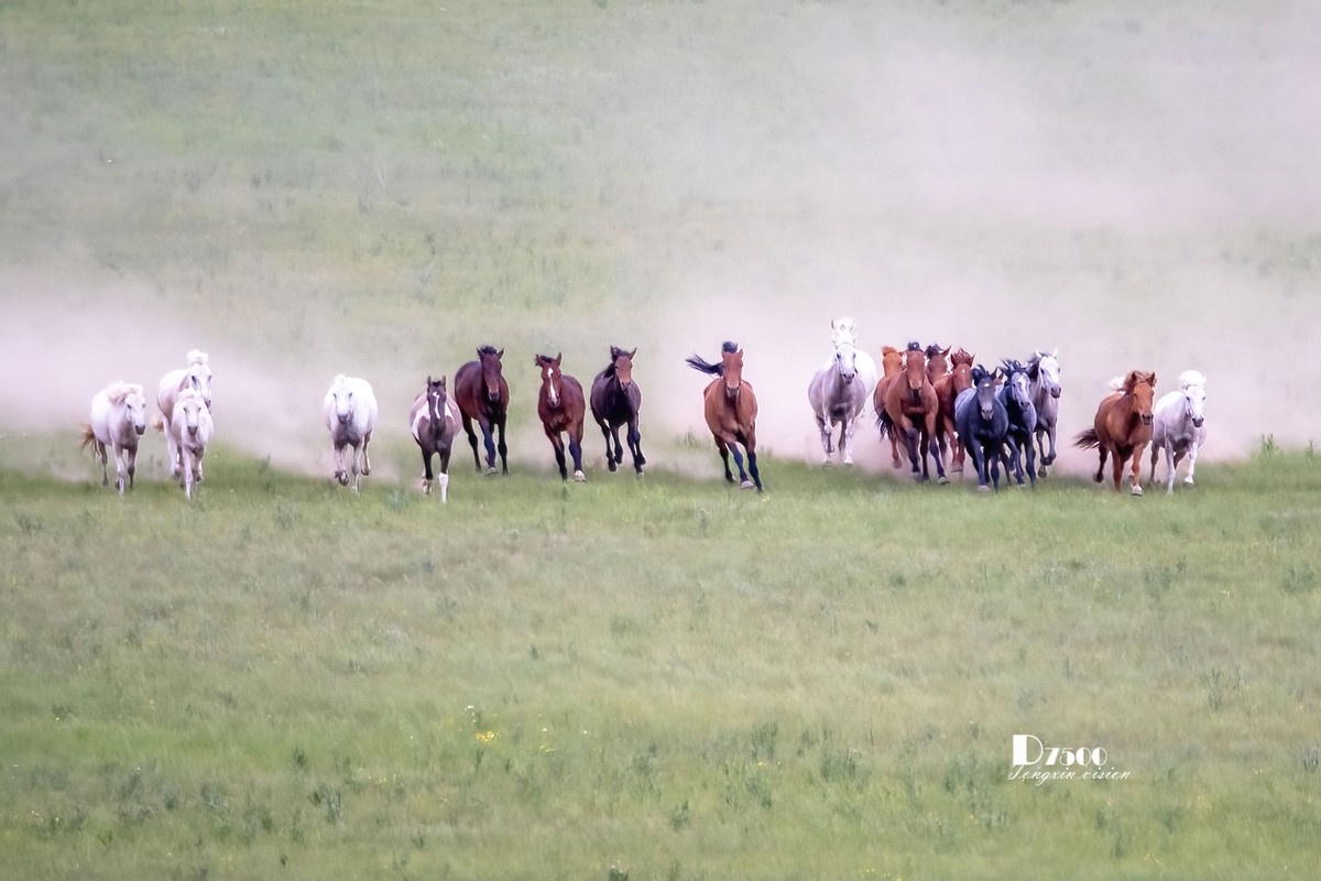 骏马驰骋（10）