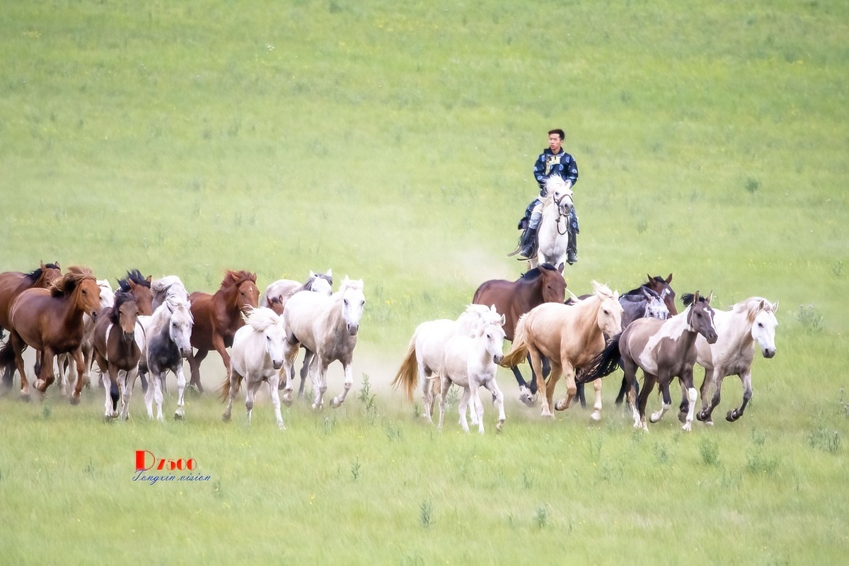 骏马驰骋（10）