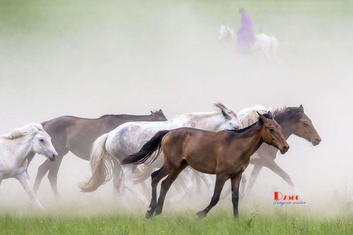 骏马驰骋（10）
