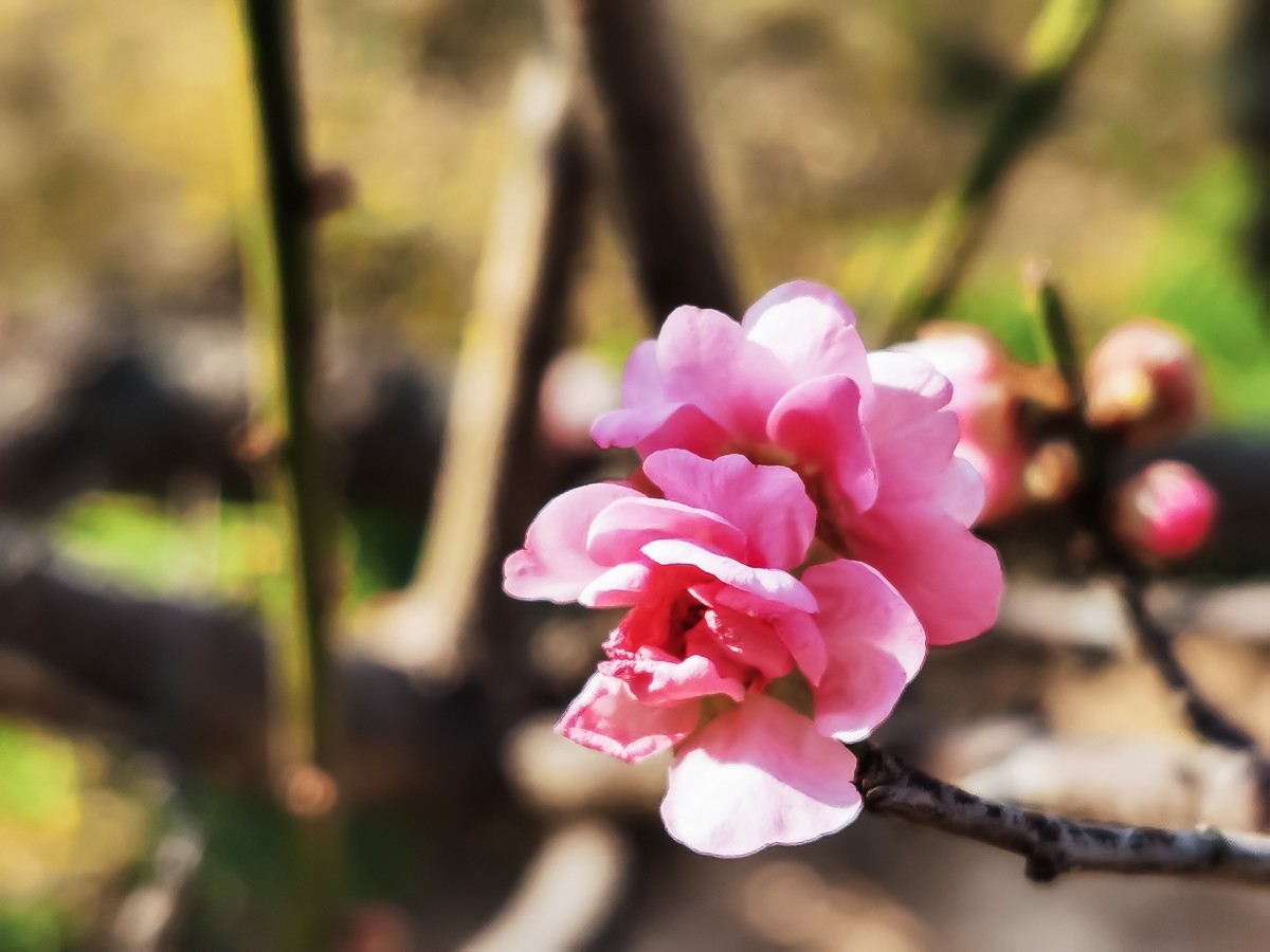 梅花