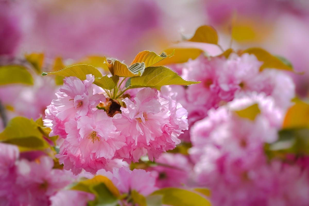 2025年第0366贴-玉渊潭晚樱拍（0530）