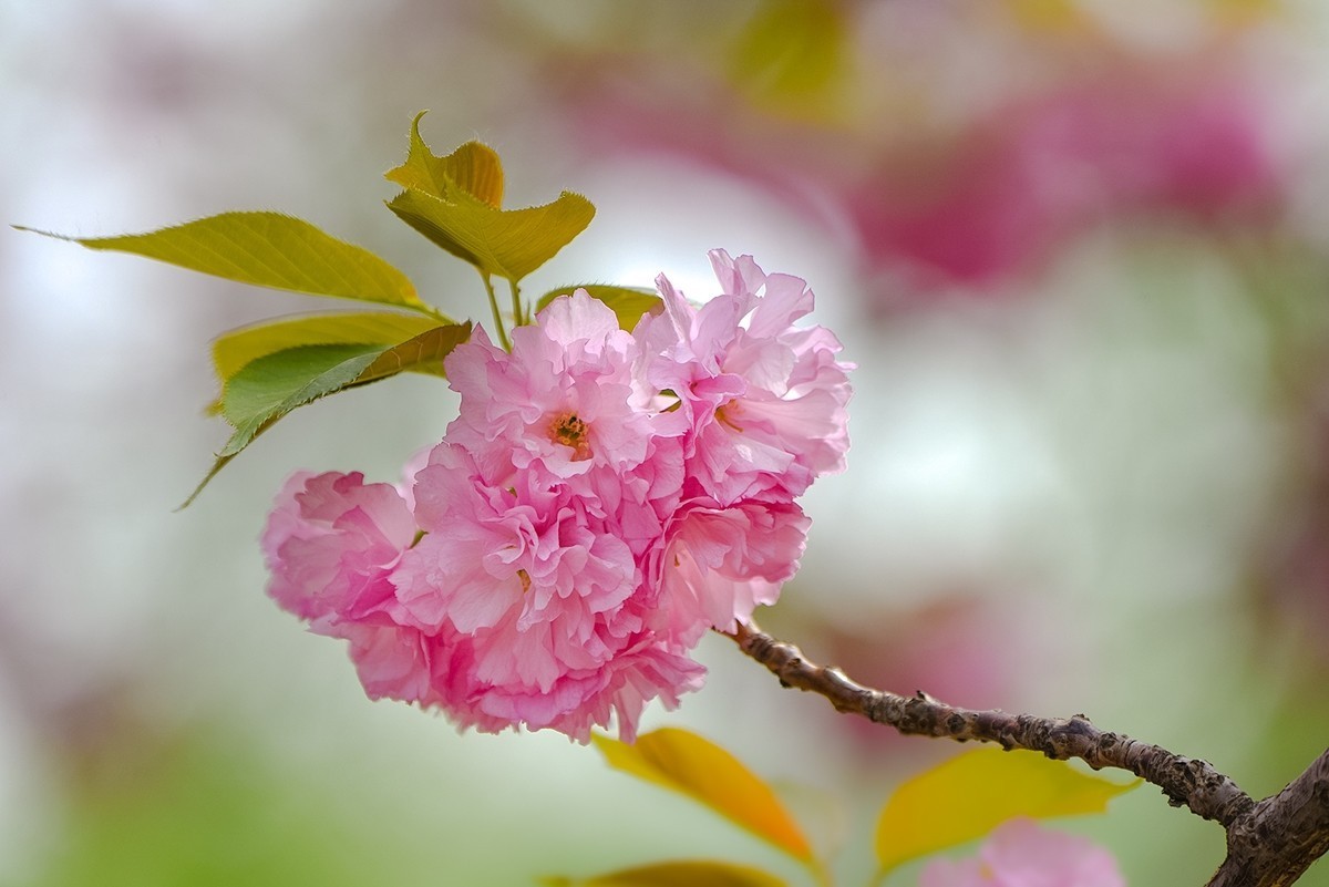 2025年第0366贴-玉渊潭晚樱拍（0530）